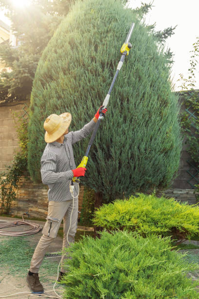 Tree and Shrub Care in Jackson, LA